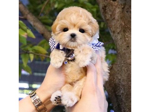 Muhteşem kalitede toy poodle yavruları
