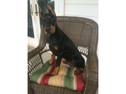 Cadde piyasasının sefiri doberman