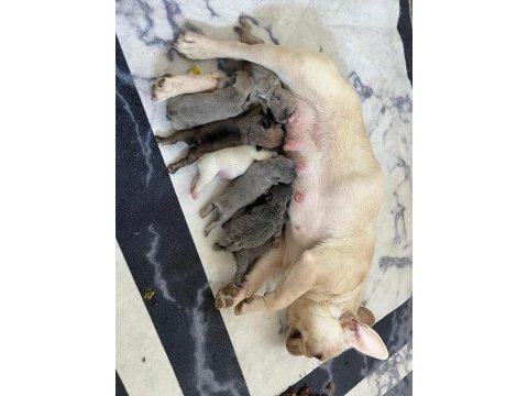 Micro boy platinium dişi french bulldog