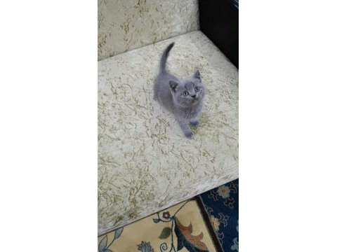Bakmadan geçmeyin british shorthair açıklamayı oku