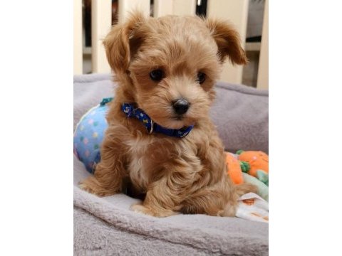 Sevimli maltipoo yavrular