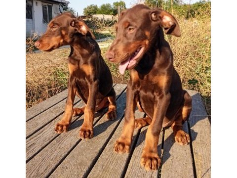 Safkan european kızıl doberman yavru