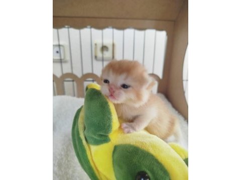 A kalite full şecereli golden ny12 british shorthair