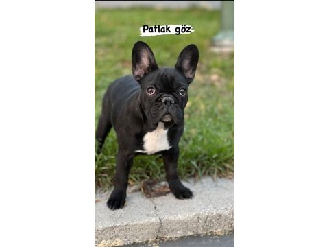 6 aylık dişi french bulldog