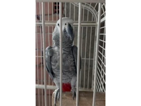Konuşan jako papağanı