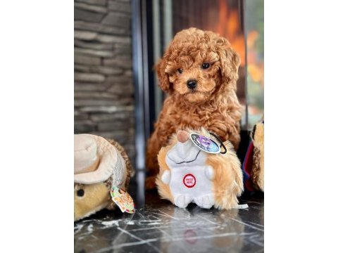 Poodle çiftliğinden mükemmel poodle yavrularımız
