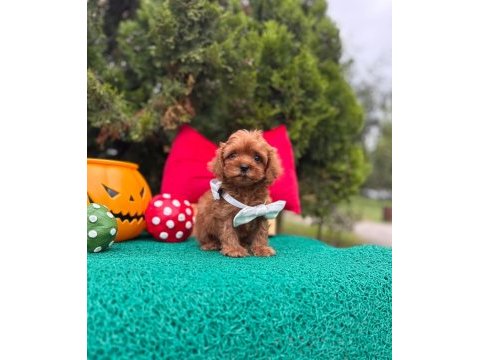 Maltipoo mini sevimli bebeklerimiz 
