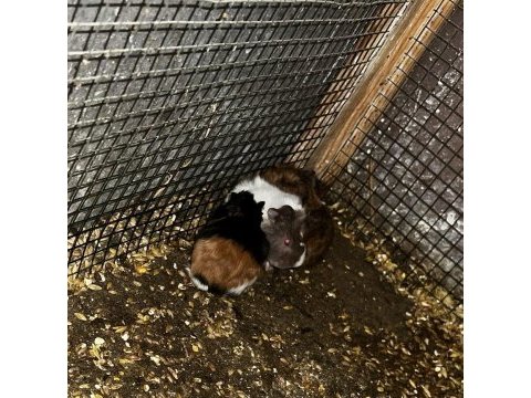 Guinea pig yavrular