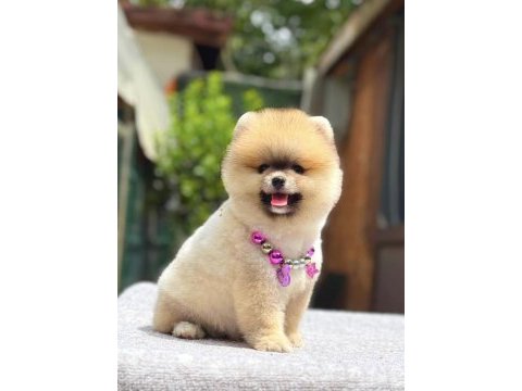 Turuncu pomeranian boo gülen yüz