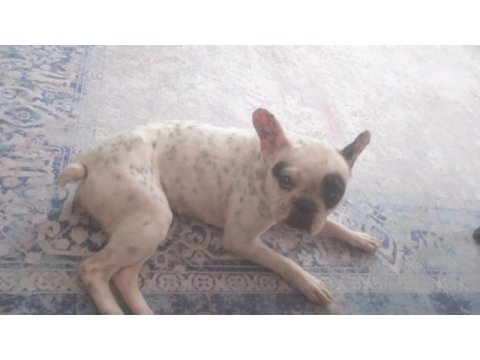 Ücretsiz sahiplendirme french bulldog