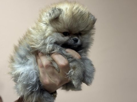 Petmode köpek çiftliğinden teddy pomeranian boo
