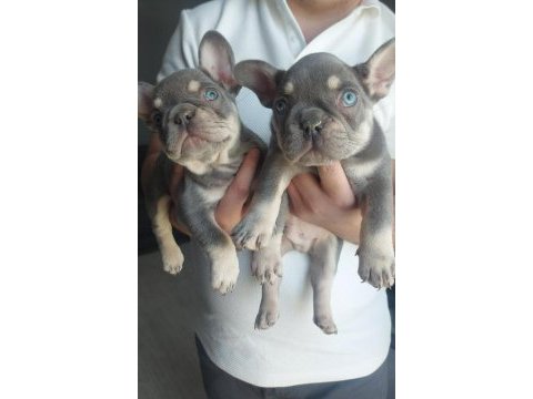 Mavi gözlü french bulldog yavrular