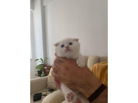 2.5 aylık erkek scottish kedi
