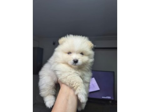 3 adet erkek pomeranian yavru