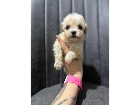 Maltipoo yavrularımızı canlı görerek alabilirsiniz