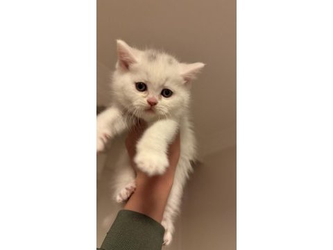 Son yavru british shorthair