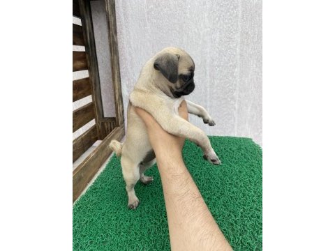 Pug mops yavrular sıfır burun gül kuyruk