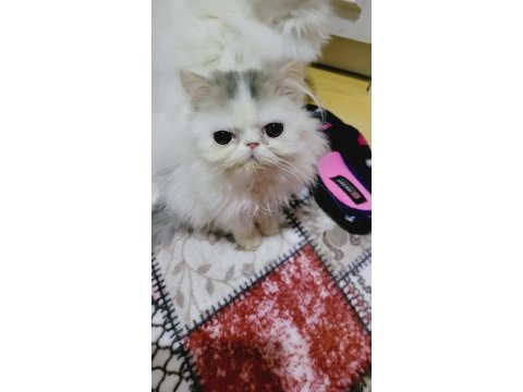 Show kalite exotic bebek kediler