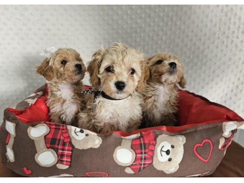 A class maltipoo yavrularımız