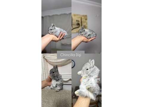 Holanda lop mini lop cüce tavsan yavrulari gonderim var