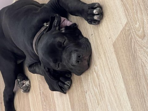 4 aylık dişi cane corso