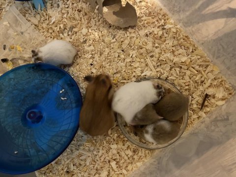 Yavru hamster sahiplendirmeler
