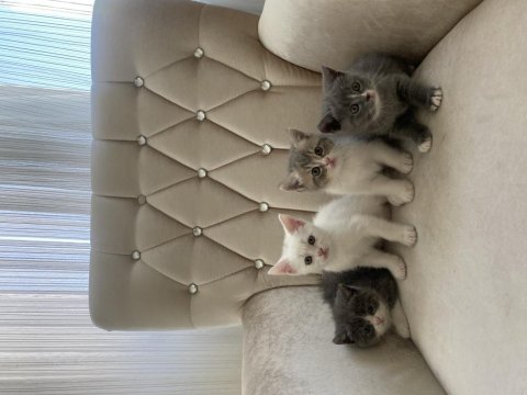 British shorthair kedilerimiz