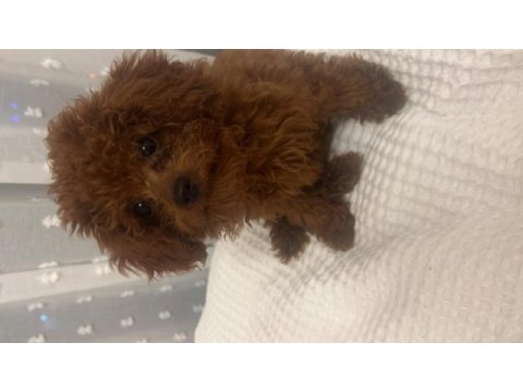 3 aylık dişi toy poodle
