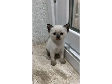 2 aylık orjinal siyam yavruları