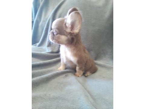 Rojo and tan french bulldog yavruları