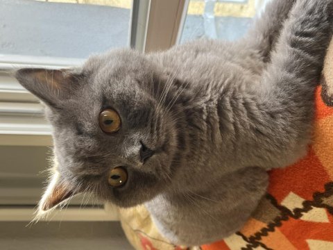 Kısır aşılı çipli erkek british longhair