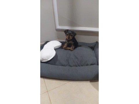Köpeğimiz maya için yeni yuva