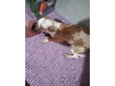 Standart chihuahua dişi
