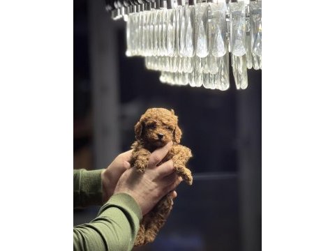 Üst düzey red brown poodle yavruları