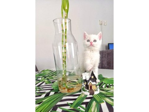 British shorthair süt beyaz