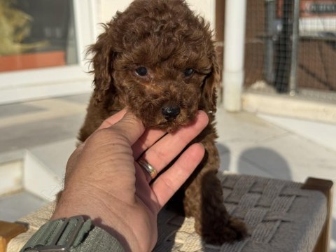 Petmode köpek çiftliğinden tea cup kore poodle 