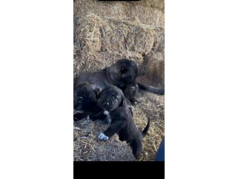 Irk ve sağlık garantili sivas kangal yavrular