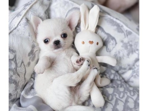 Türkiyenin en minik teacup chihuahua bebekleri