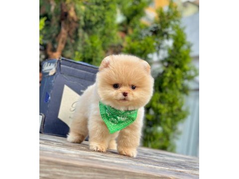 Safkan pomeranian boo yavrularımız