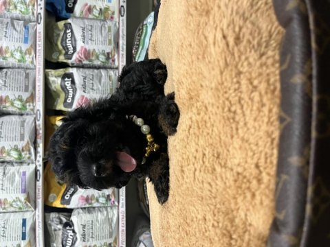 En nadir poodle rengi