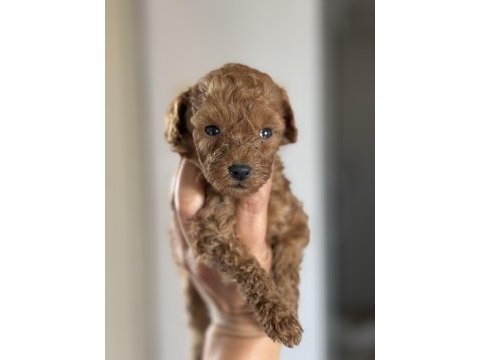 Teacup kuyruksuz poodle
