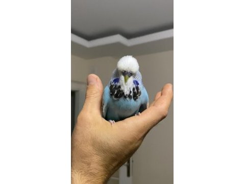 Show jumbo takım 1 yaşında muhabbet kuşu