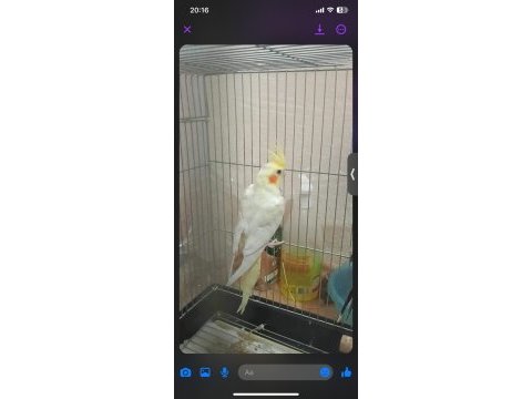 Yerli üretim sultan papağanı