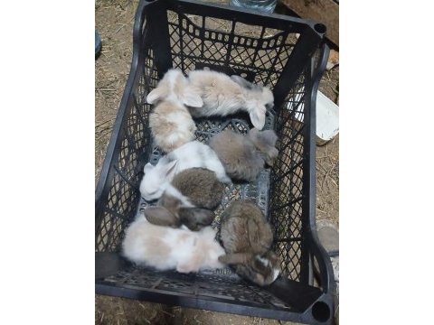 Bursa lop tavşanı yavrular