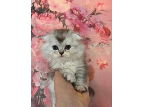 Scottish fold - longhair dişi ve erkek yavrular