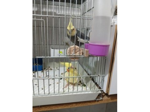 Sultan papağanı takım eşli yumurtası var altında