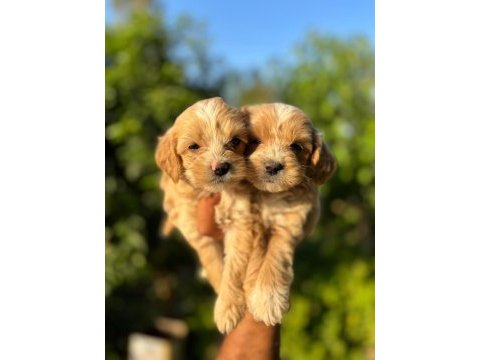 Maltipoo cinsi yavrularımız