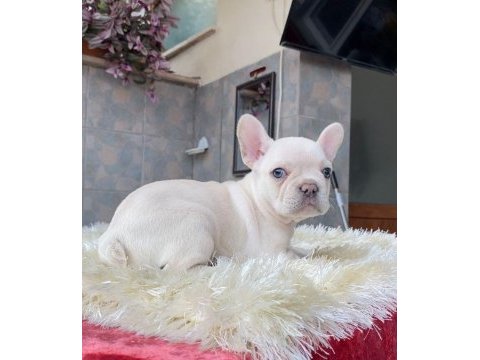 Egzotik blue french bulldog yavrularım rezerveye açık