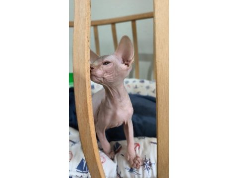 Sphynx home dan alf bebek kedimiz