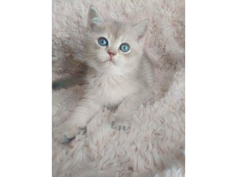 Fıstık british shorthair oğlum